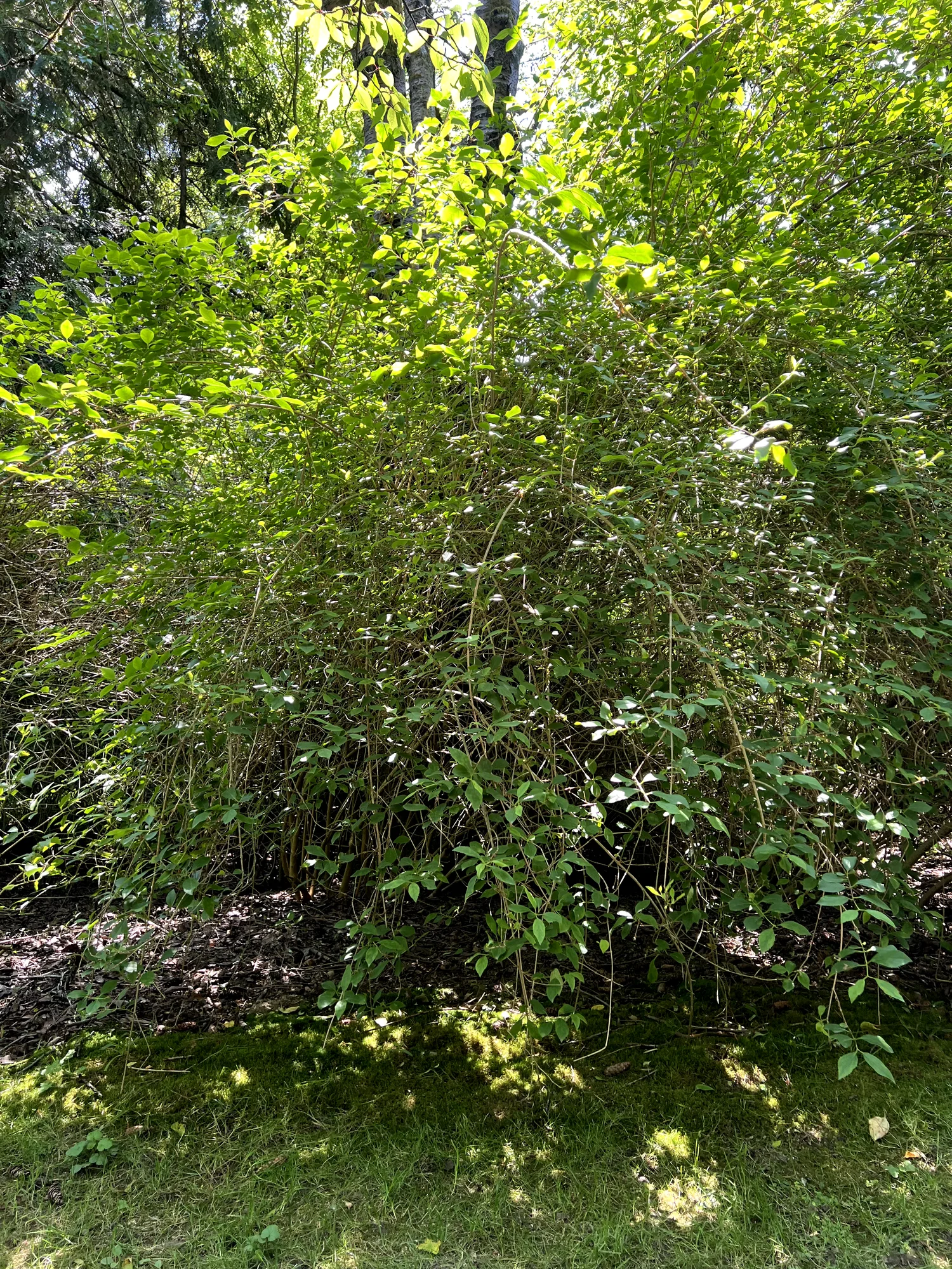 Forsythia × intermedia, hybrid forsythia — spreading deciduous (Oleaceae) (image 3 of 26)