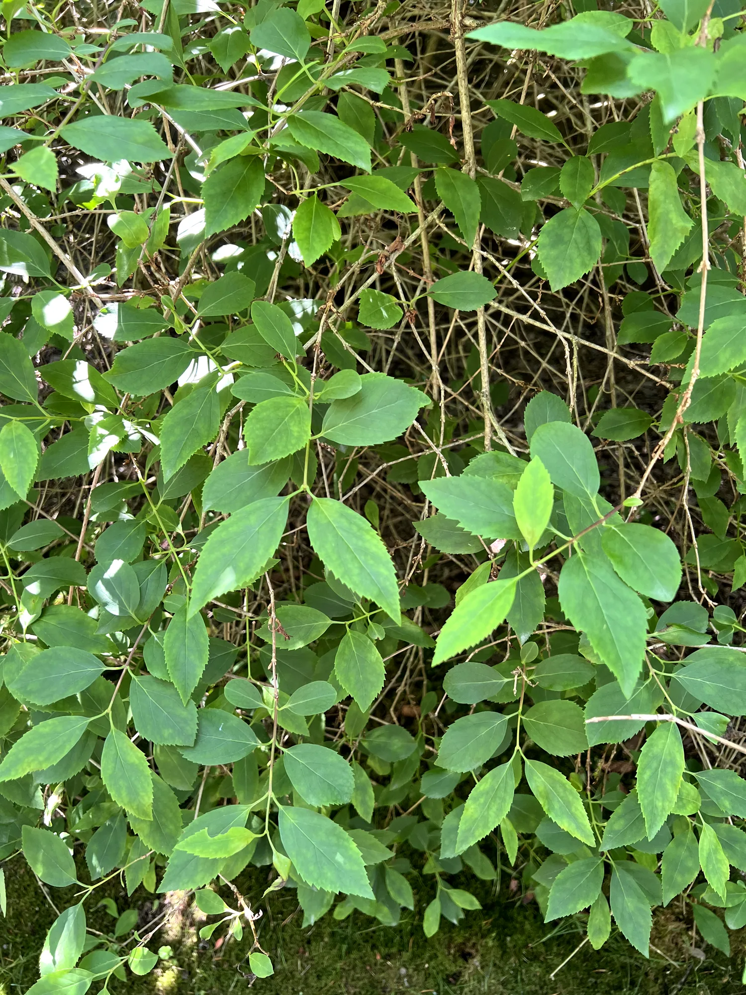 Forsythia × intermedia, hybrid forsythia — spreading deciduous (Oleaceae) (image 5 of 26)