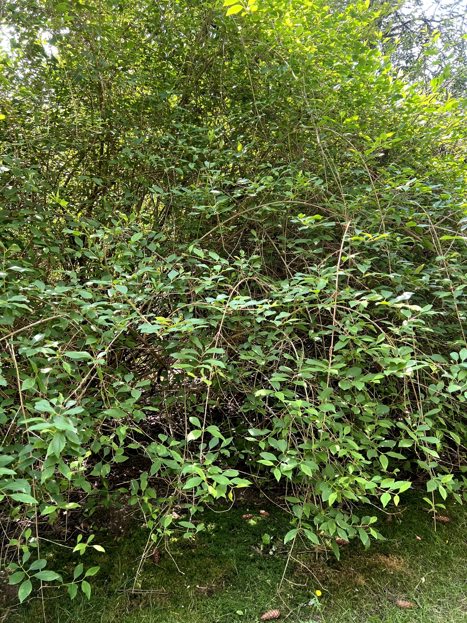 Forsythia × intermedia, hybrid forsythia — spreading deciduous (Oleaceae) (image 12 of 26)