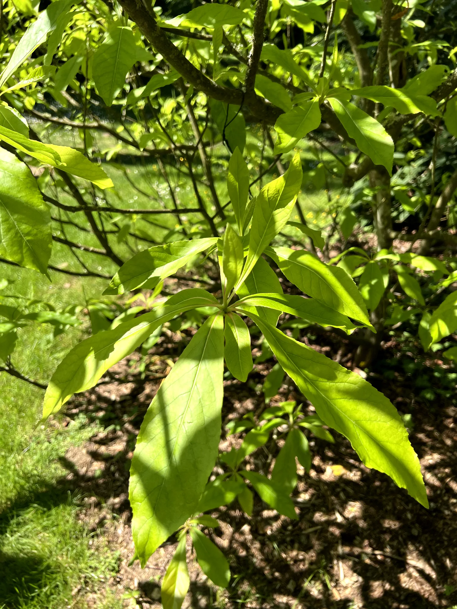 Franklinia alatamaha, franklinia — upright deciduous (Theaceae) (image 2 of 11)