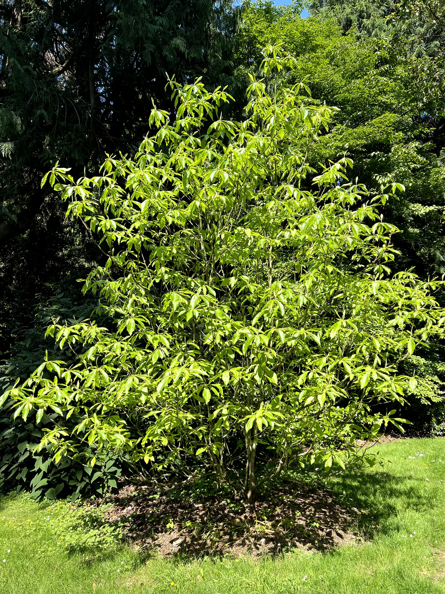 Franklinia alatamaha, franklinia — upright deciduous (Theaceae) (image 3 of 11)