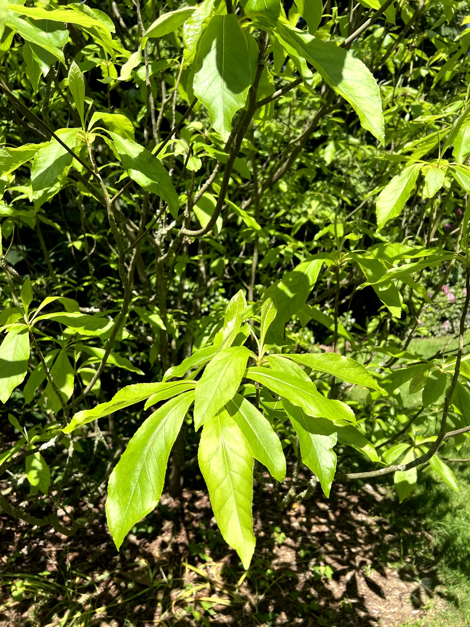 Franklinia alatamaha, franklinia — upright deciduous (Theaceae) (image 4 of 11)
