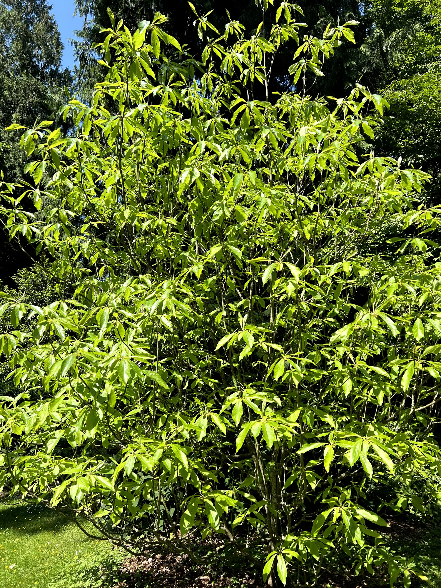 Franklinia alatamaha, franklinia — upright deciduous (Theaceae) (image 5 of 11)