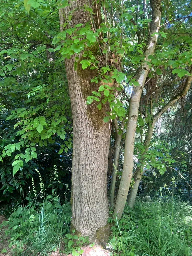 Fraxinus latifolia, Oregon ash