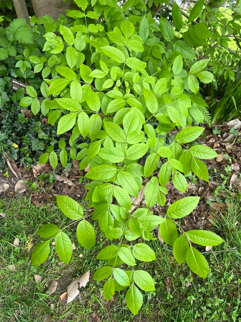 Fraxinus ornus, flowering ash, manna ash