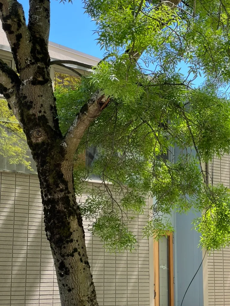 Fraxinus oxycarpa 'Raywood', Raywood ash, Flame ash