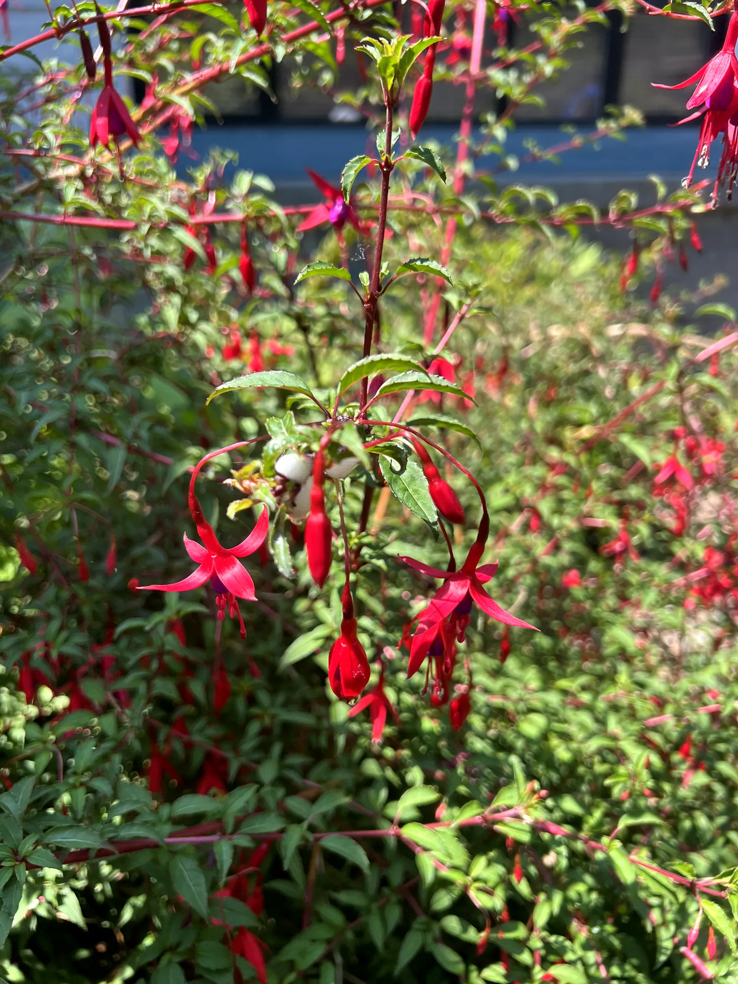 Fuchsia magellanica, hardy fuchsia — upright deciduous (Onagraceae) (image 2 of 15)