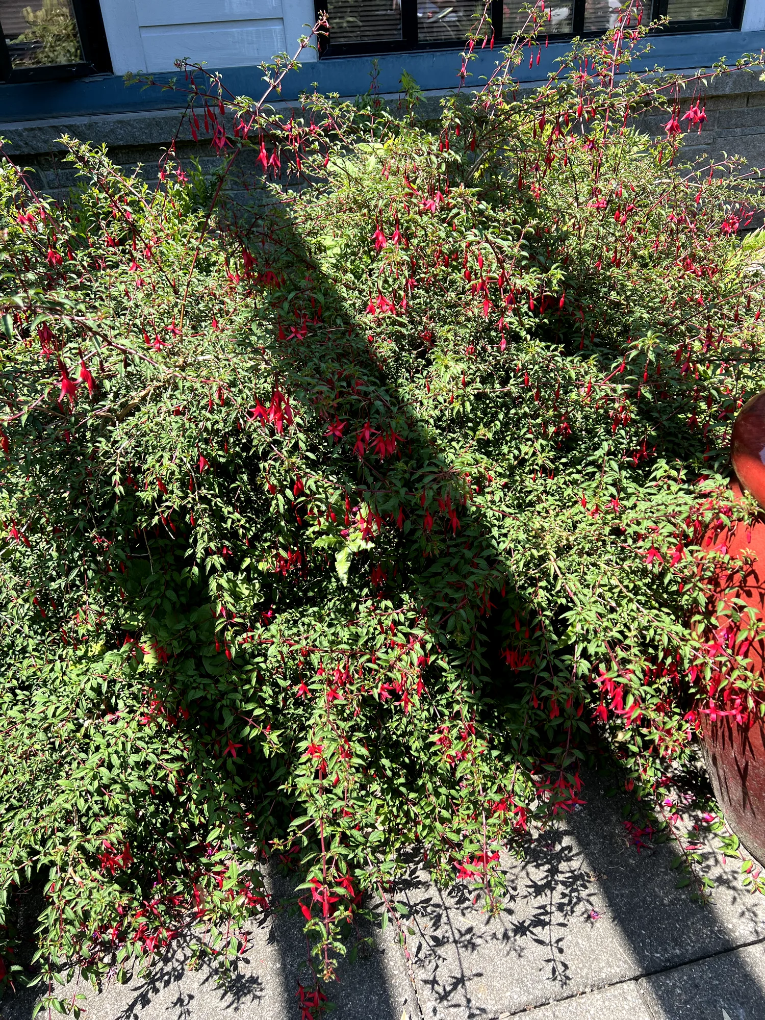 Fuchsia magellanica, hardy fuchsia — upright deciduous (Onagraceae) (image 4 of 15)