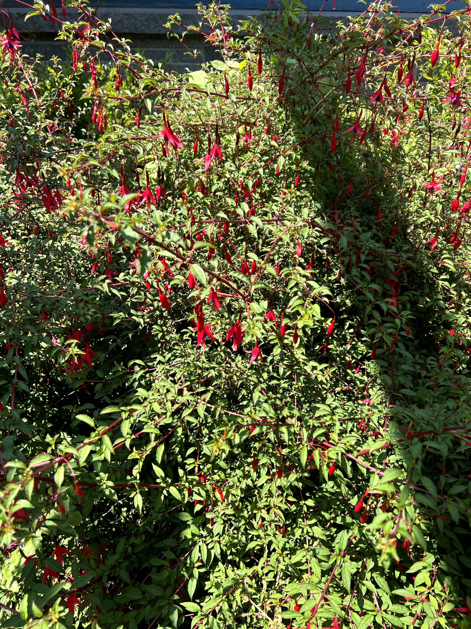 Fuchsia magellanica, hardy fuchsia — upright deciduous (Onagraceae) (image 5 of 15)