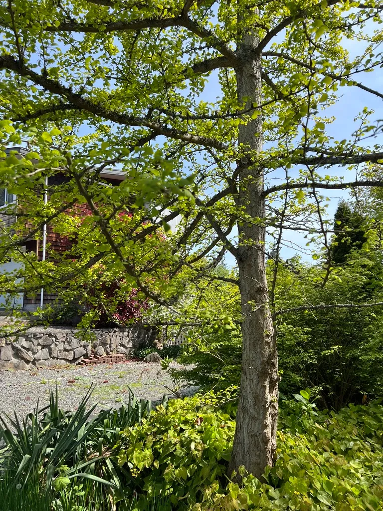 Ginkgo biloba, ginkgo, maidenhair tree