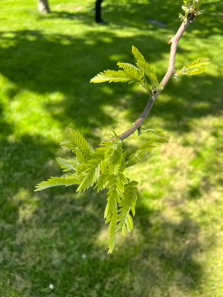 Gleditsia triacanthos, honey locust