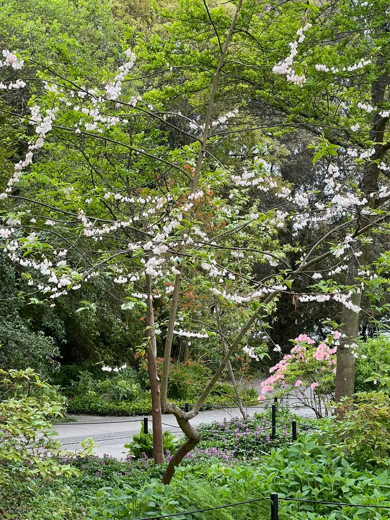 Halesia carolina, Carolina silverbell