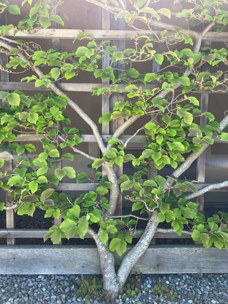 Hamamelis x intermedia, hybrid witch hazel