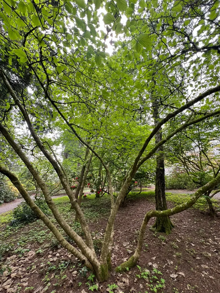 Hamamelis mollis, Chinese witch hazel