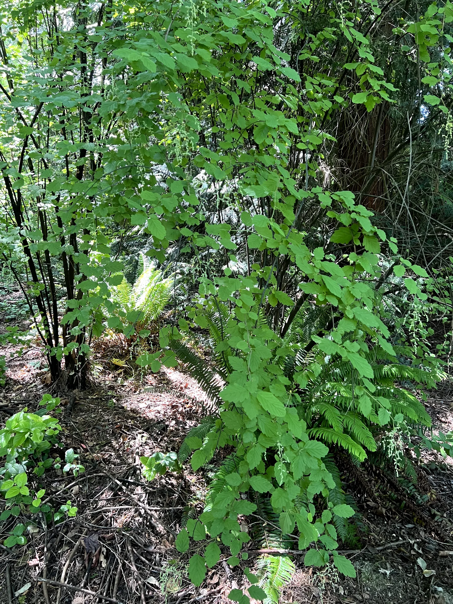 Holodiscus discolor, ocean spray — spreading deciduous (Rosaceae) (image 4 of 24)