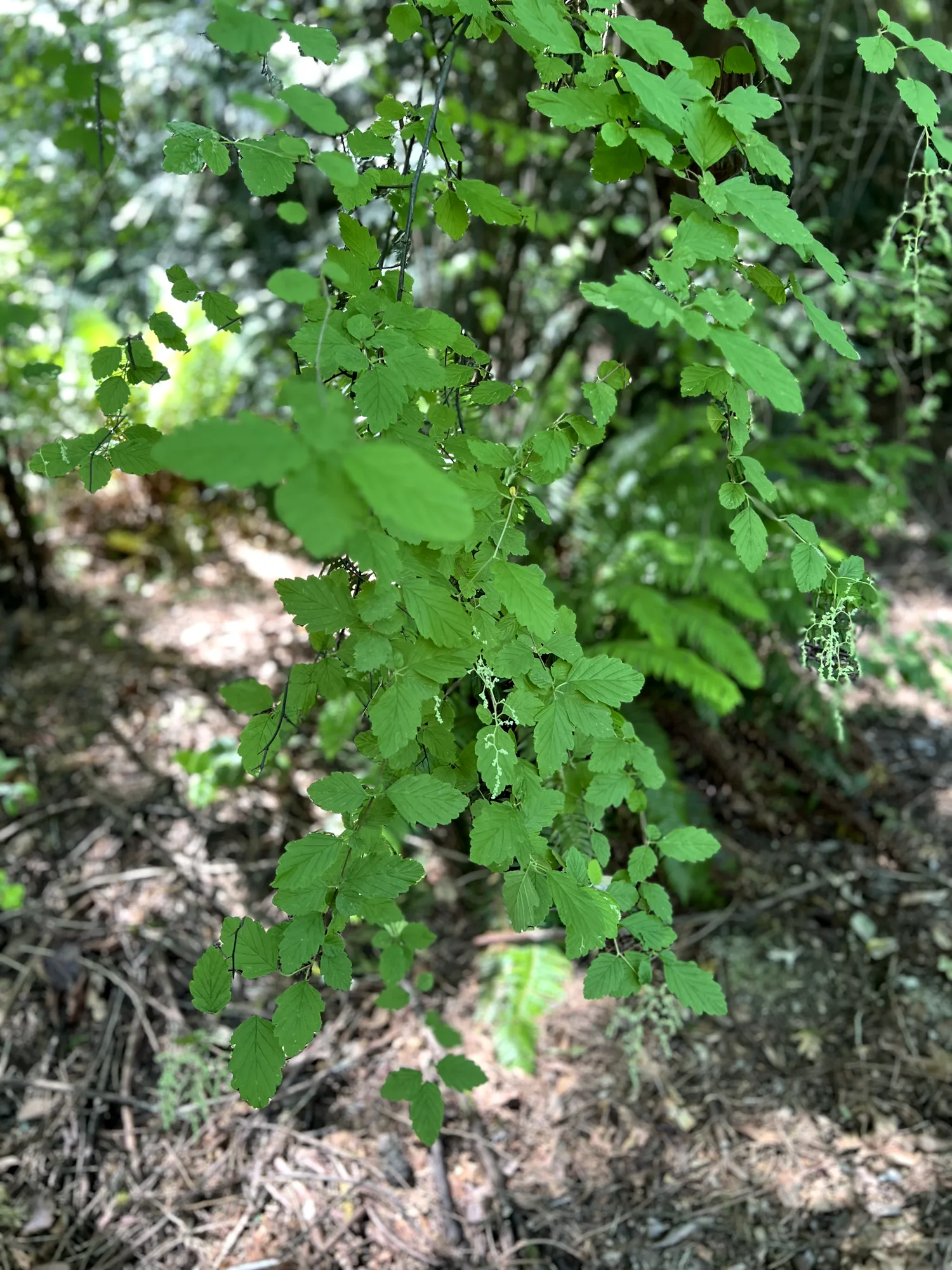 Holodiscus discolor, ocean spray — spreading deciduous (Rosaceae) (image 11 of 24)