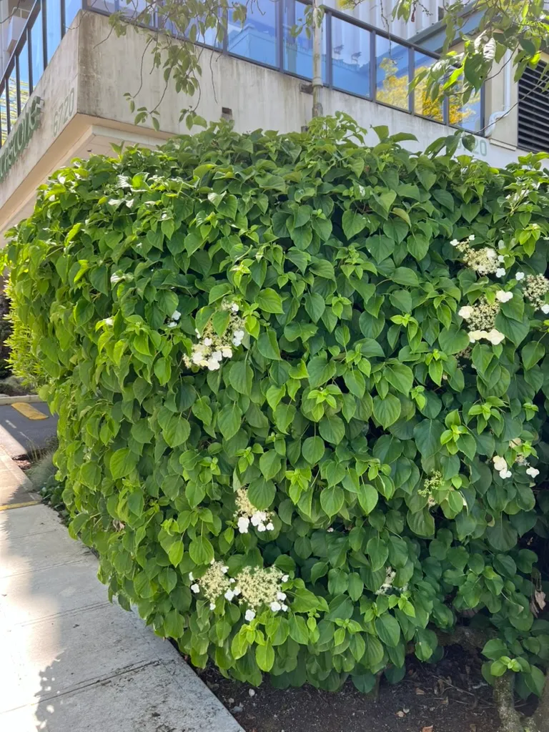 Hydrangea petiolaris, climbing hydrangea
