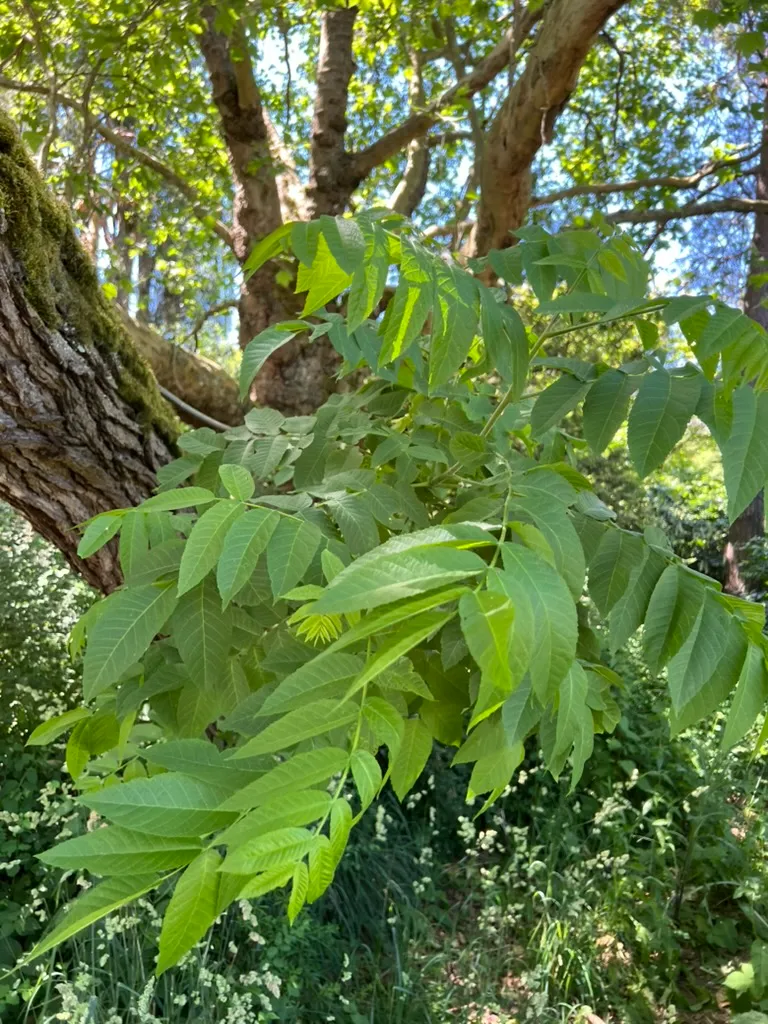 Juglans nigra, black walnut