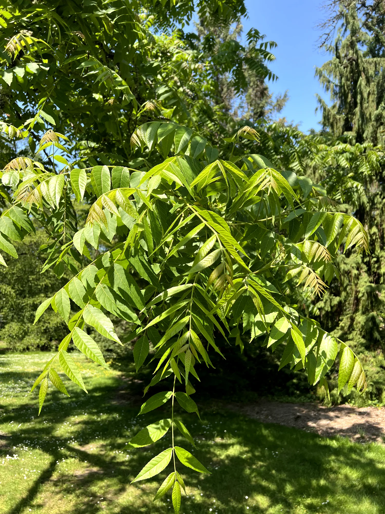 Juglans nigra, black walnut — upright deciduous (Juglandaceae) (image 2 of 18)