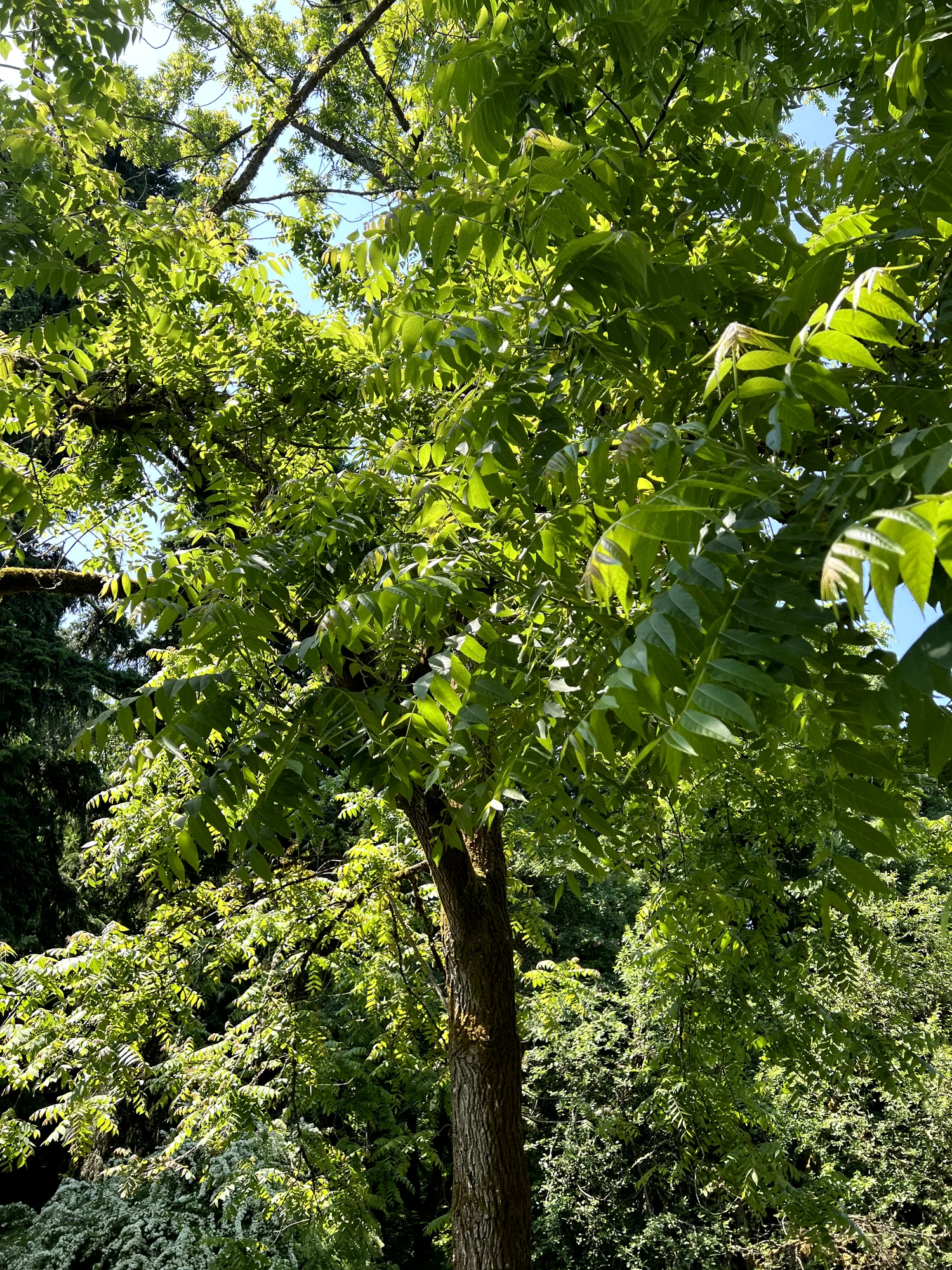 Juglans nigra, black walnut — upright deciduous (Juglandaceae) (image 3 of 18)
