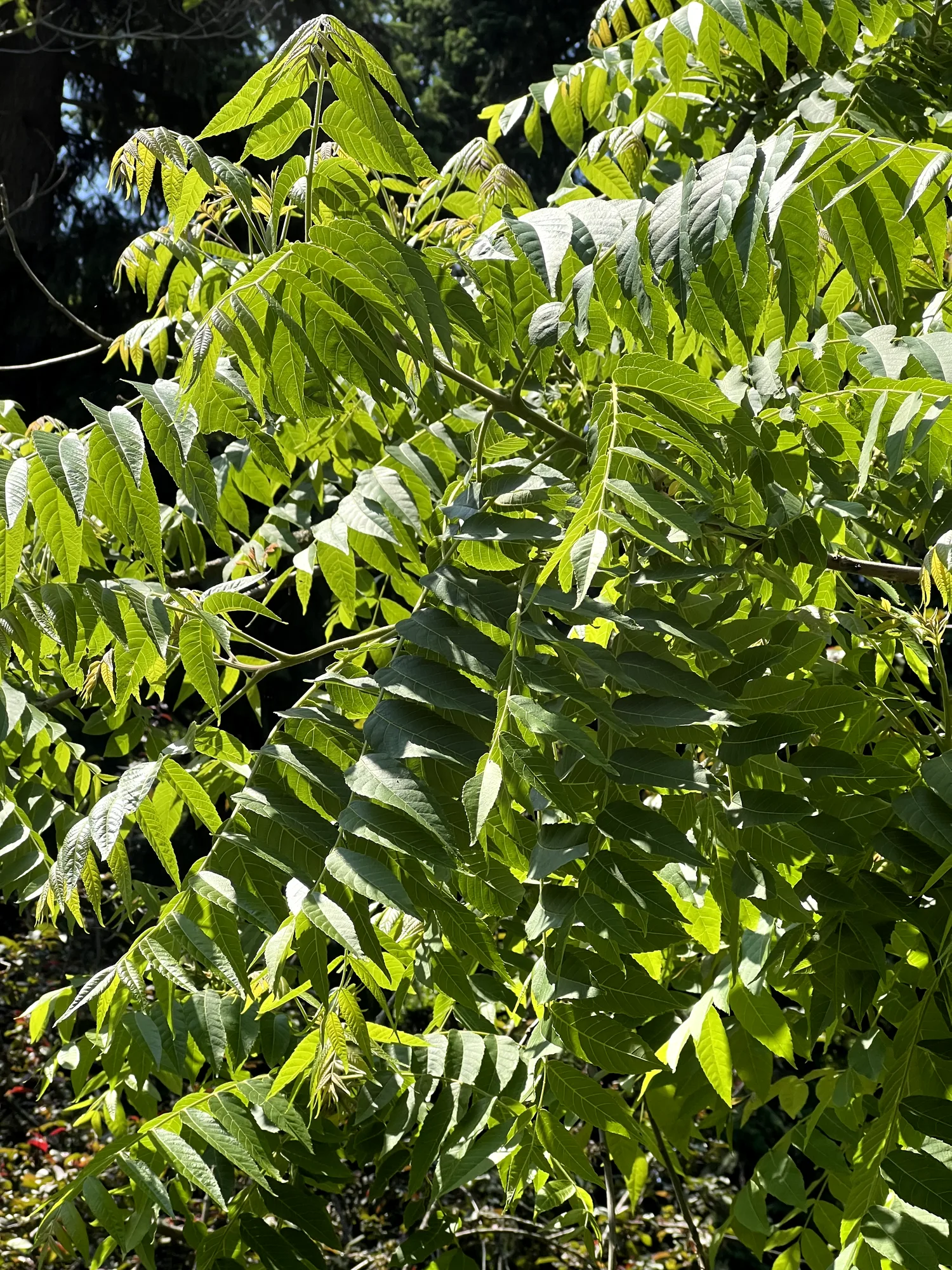 Juglans nigra, black walnut — upright deciduous (Juglandaceae) (image 6 of 18)