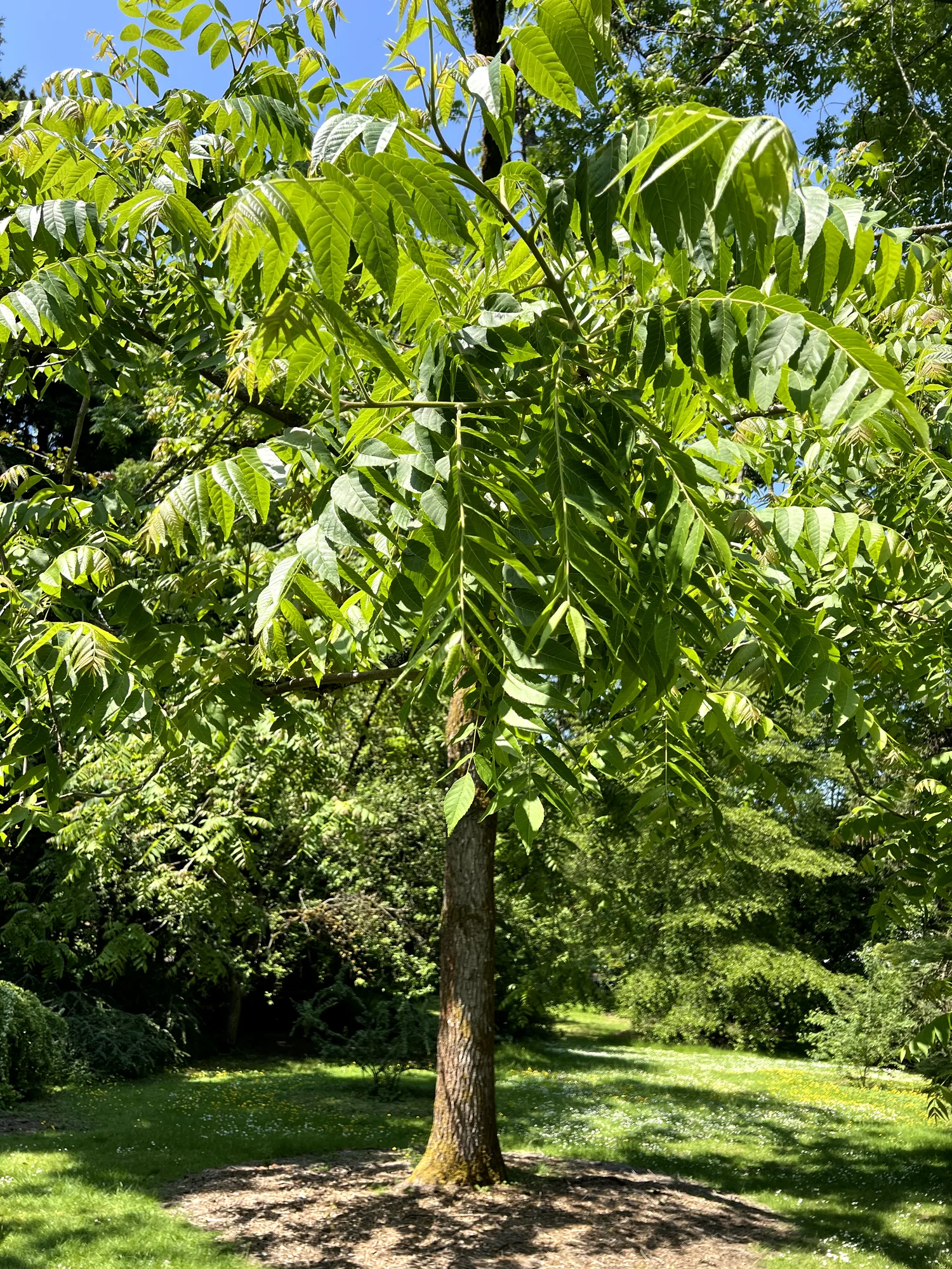 Juglans nigra, black walnut — upright deciduous (Juglandaceae) (image 7 of 18)