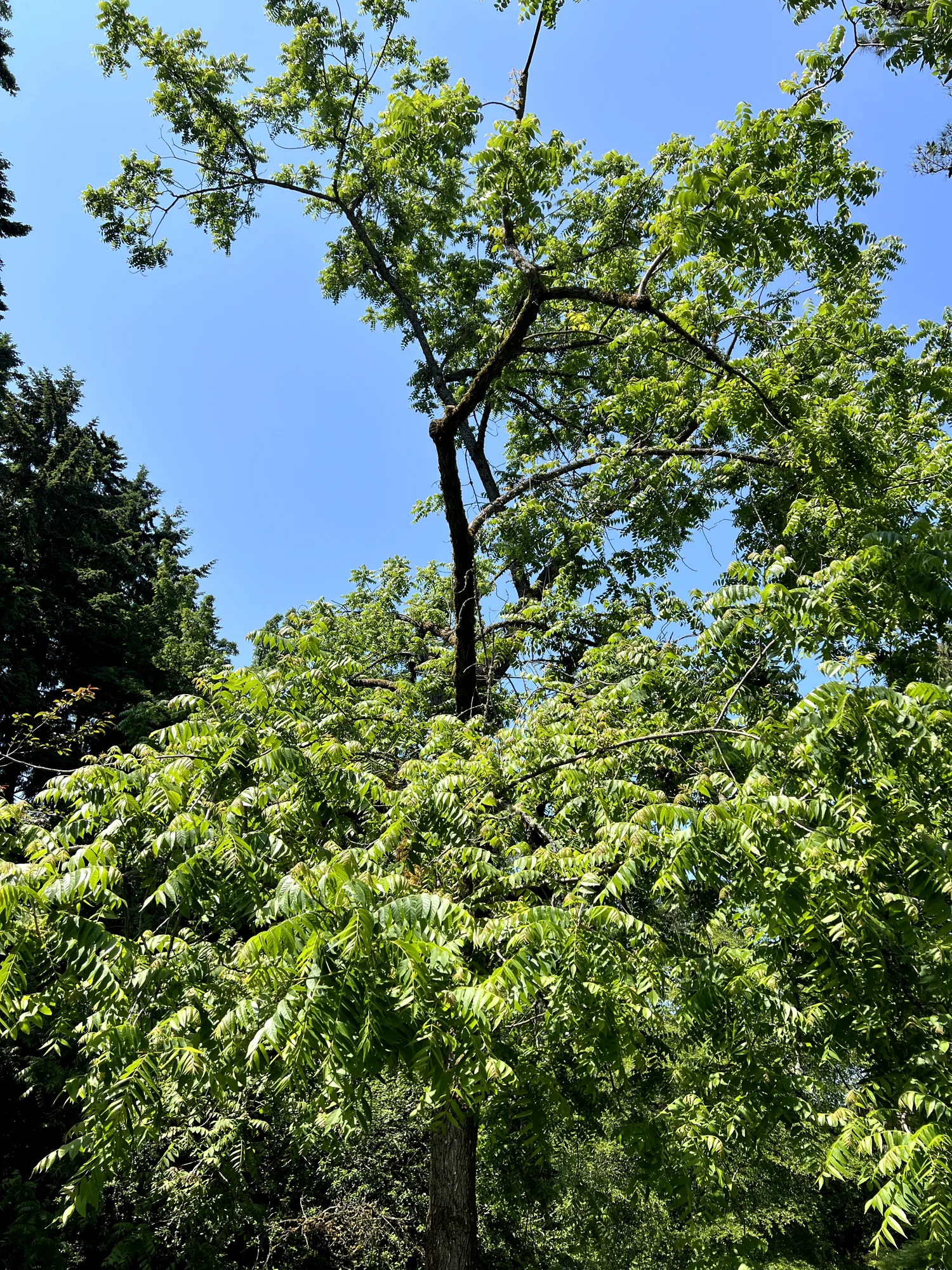 Juglans nigra, black walnut — upright deciduous (Juglandaceae) (image 9 of 18)