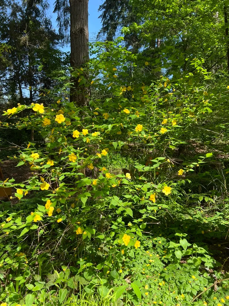 Kerria japonica, Japanese kerria