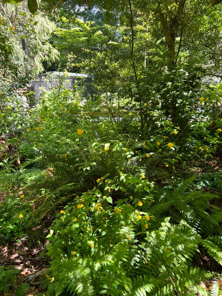 Kerria japonica 'Pleniflora', double kerria
