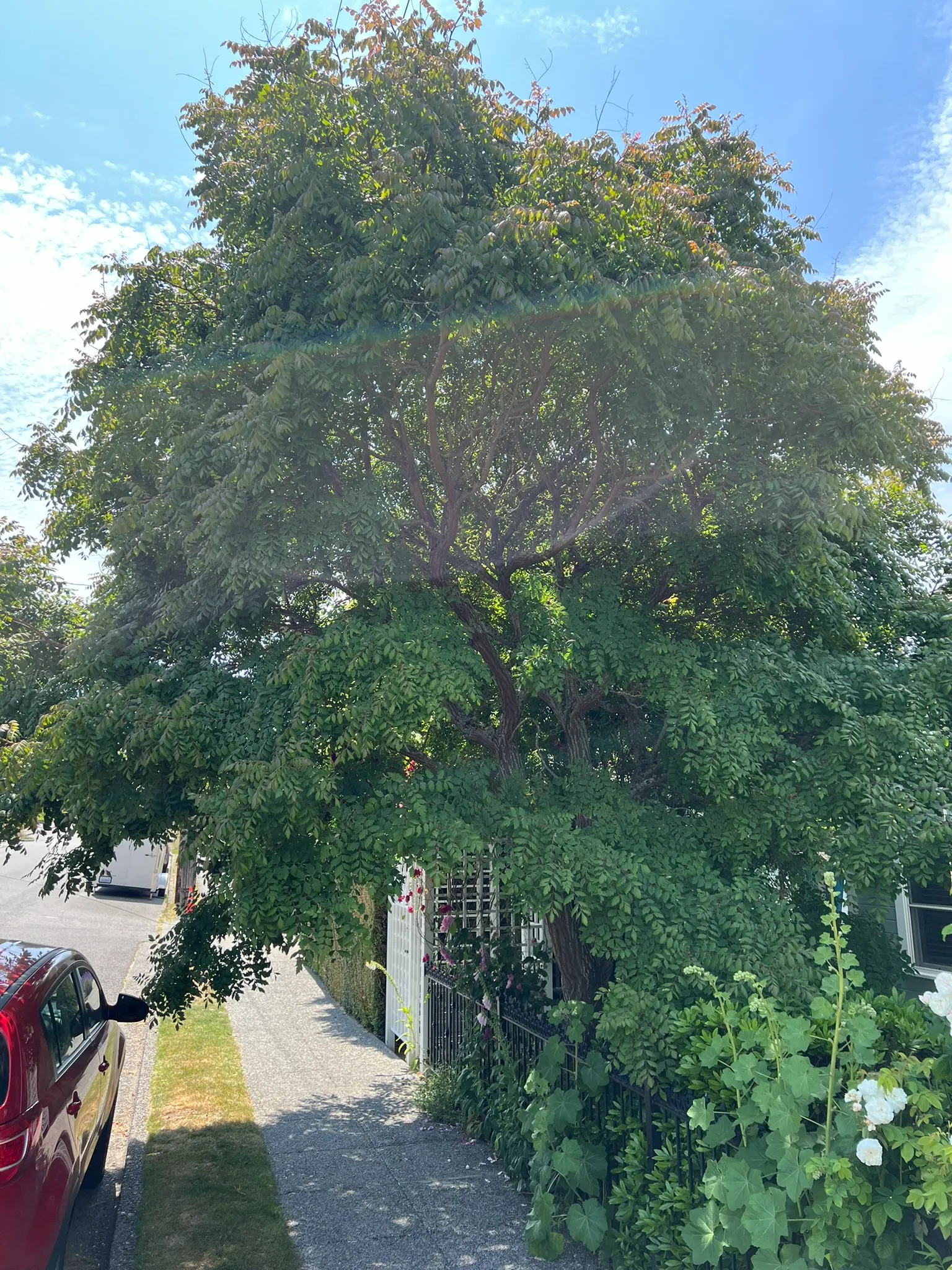 Koelreuteria paniculata, goldenrain tree