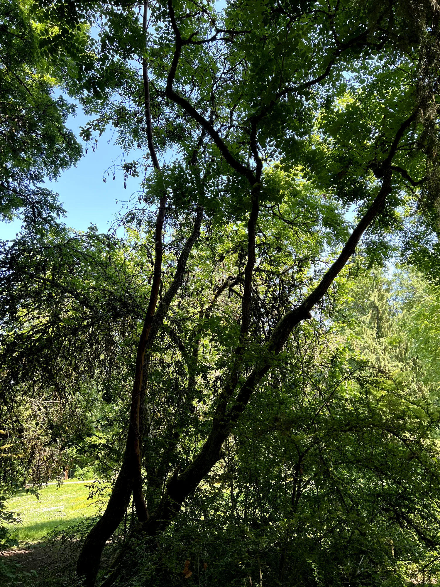Koelreuteria paniculata, goldenrain tree — spreading deciduous (Sapindaceae) (image 2 of 25)