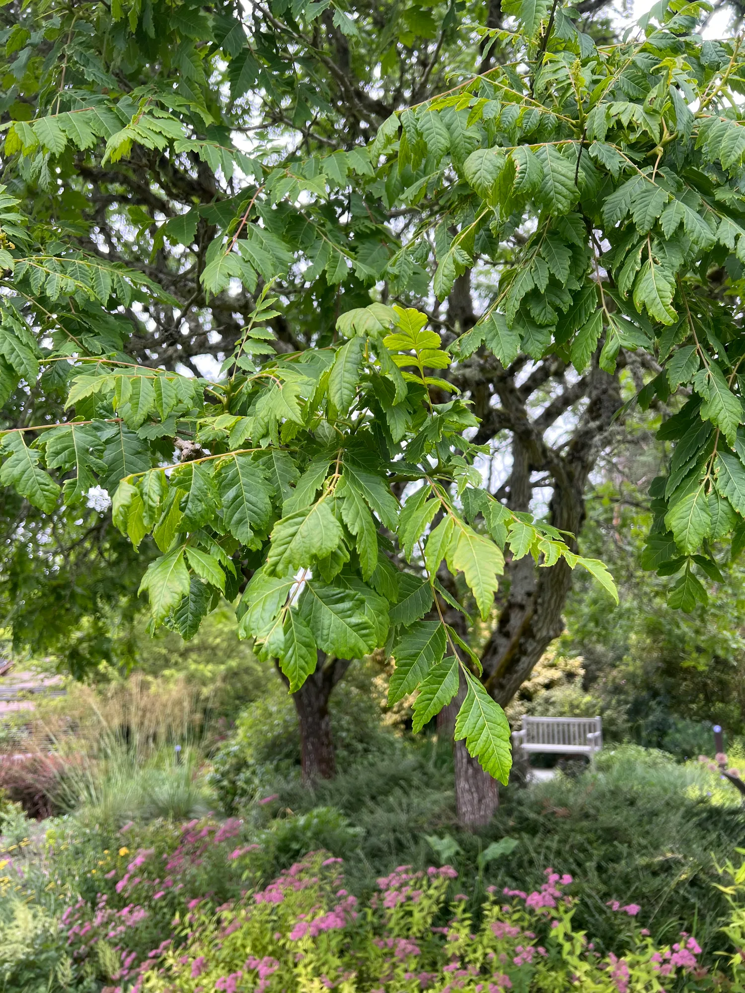 Koelreuteria paniculata, goldenrain tree — spreading deciduous (Sapindaceae) (image 4 of 25)