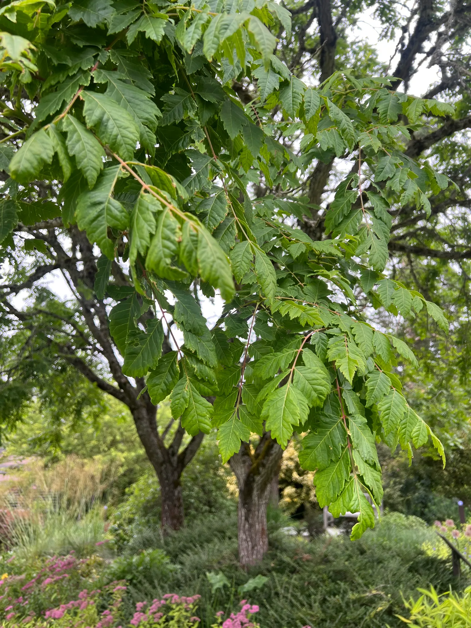 Koelreuteria paniculata, goldenrain tree — spreading deciduous (Sapindaceae) (image 9 of 25)
