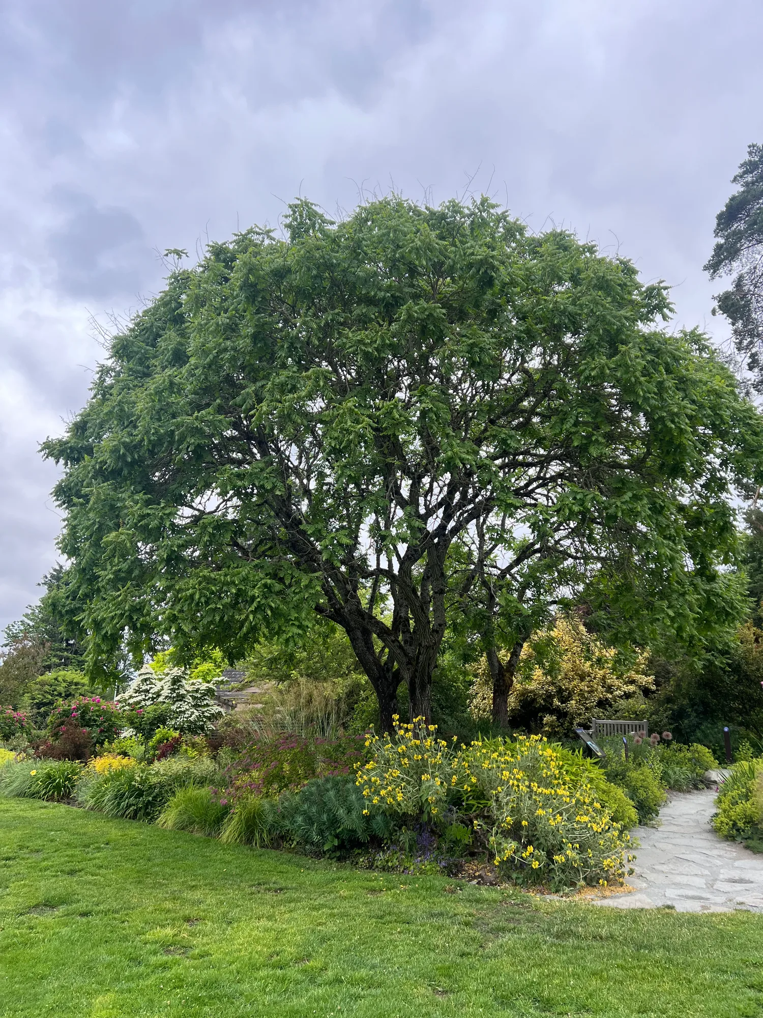 Koelreuteria paniculata, goldenrain tree — spreading deciduous (Sapindaceae) (image 14 of 25)
