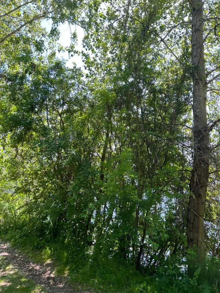 Laburnum anagyroides, golden chain tree