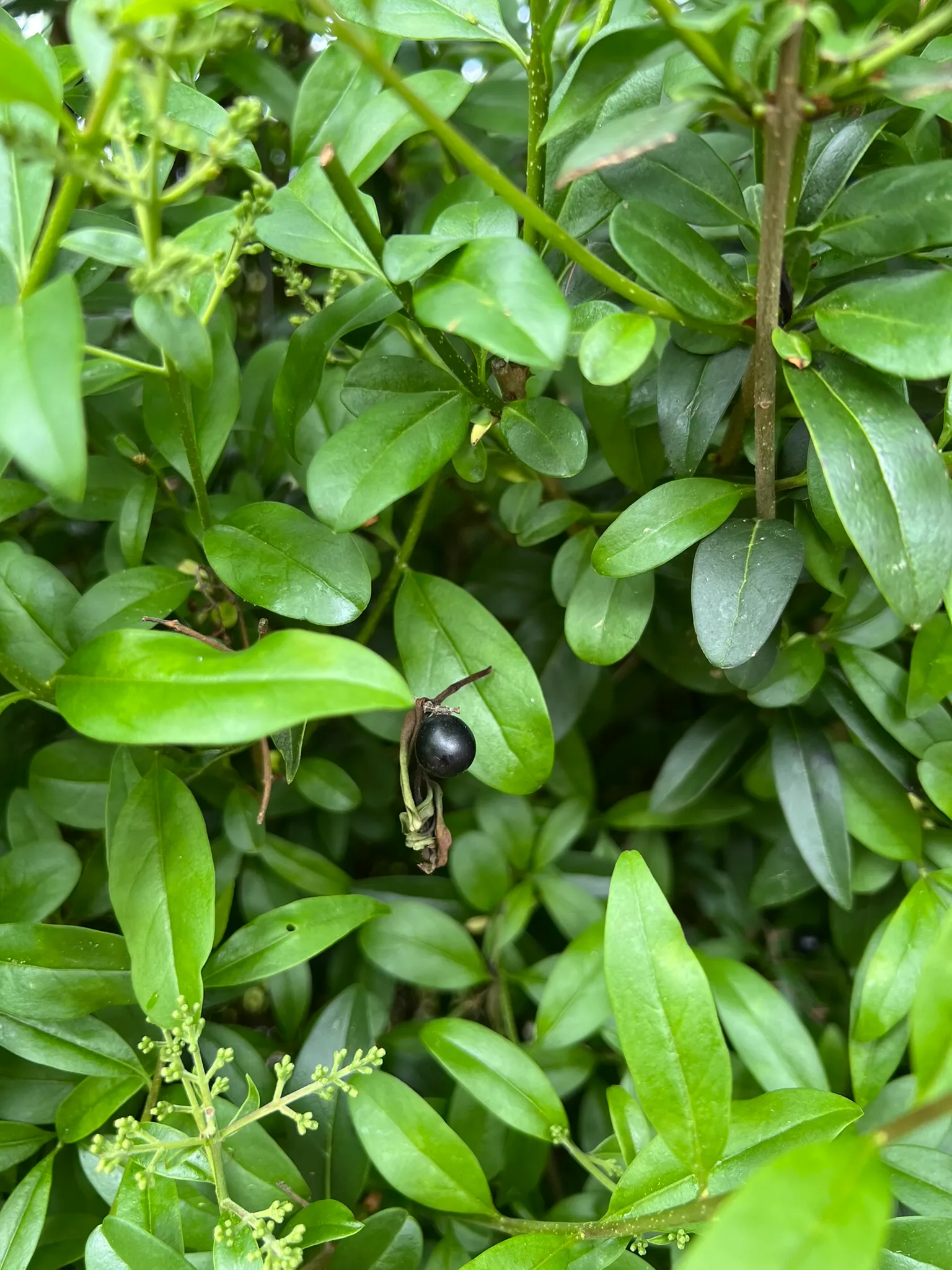 Ligustrum vulgare, common privet