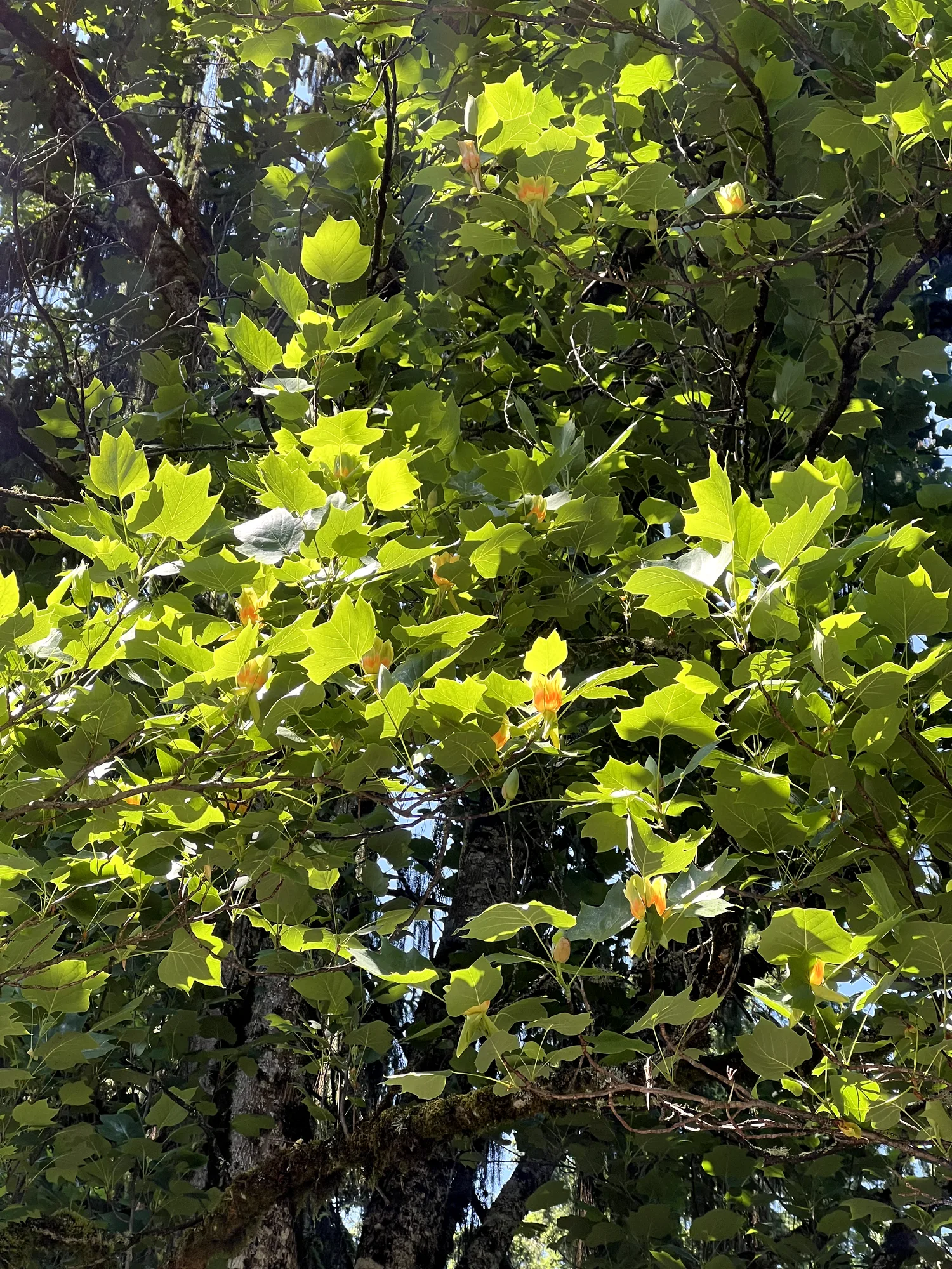 Liriodendron tulipifera, tulip tree — upright deciduous (Magnoliaceae) (image 5 of 20)