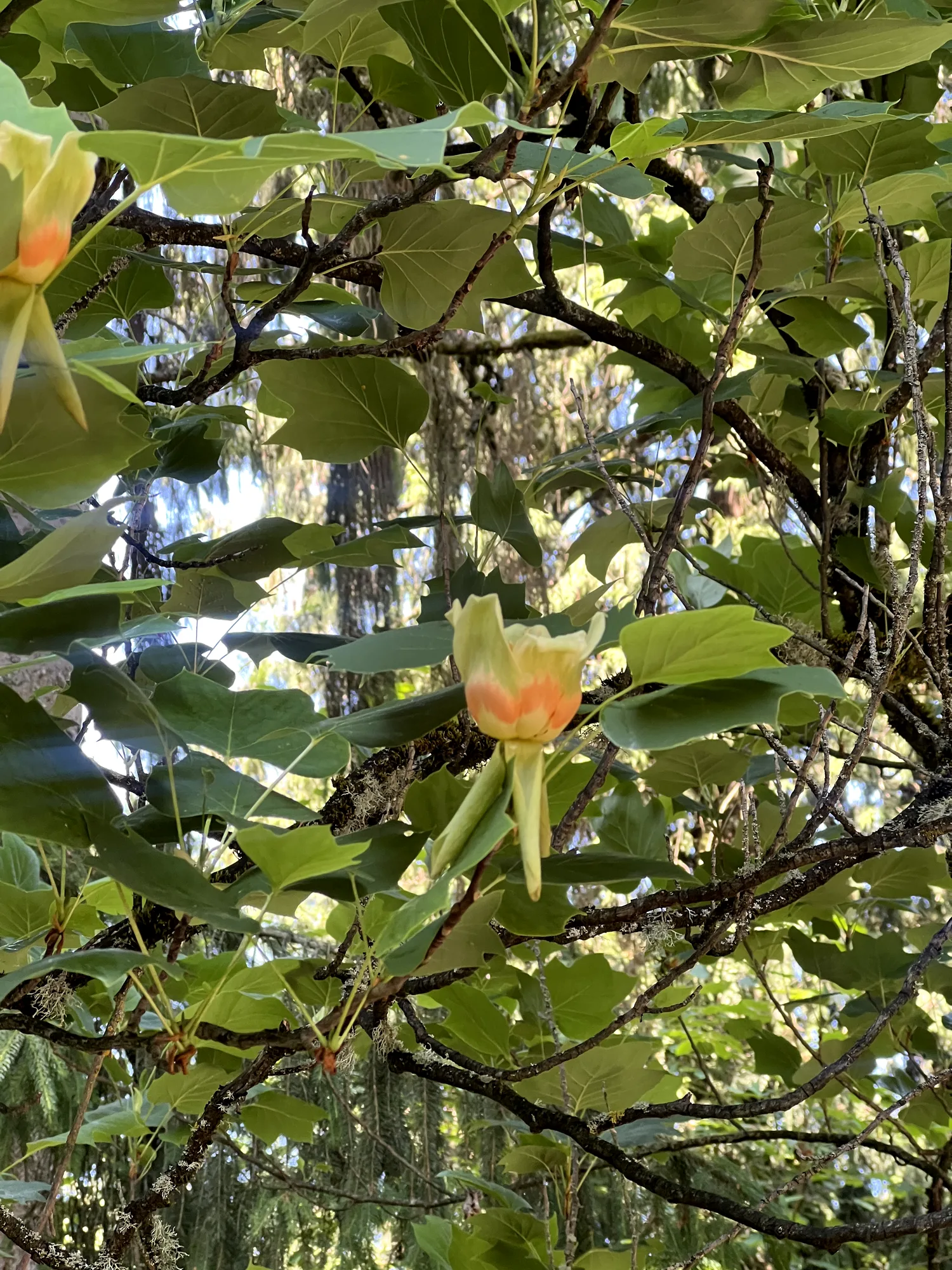 Liriodendron tulipifera, tulip tree — upright deciduous (Magnoliaceae) (image 10 of 20)
