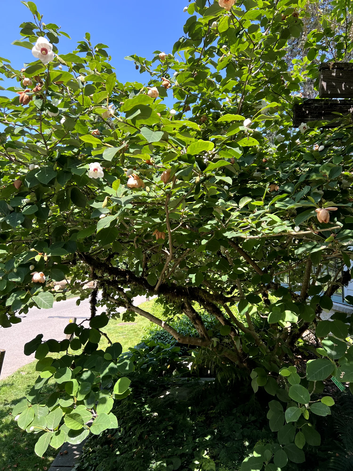Magnolia sieboldii, Oyama magnolia — spreading deciduous (Magnoliaceae) (image 1 of 23)