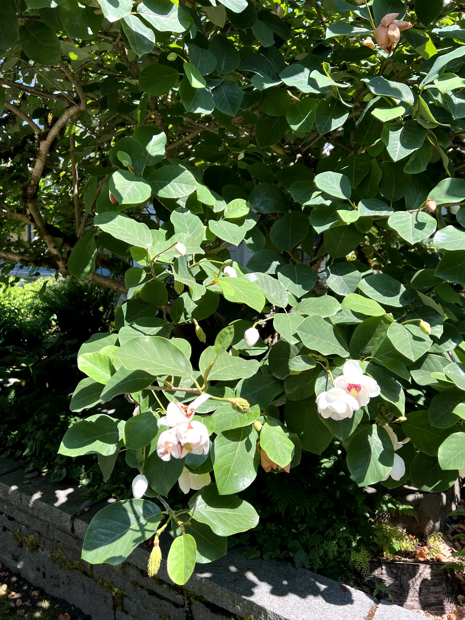 Magnolia sieboldii, Oyama magnolia — spreading deciduous (Magnoliaceae) (image 2 of 23)