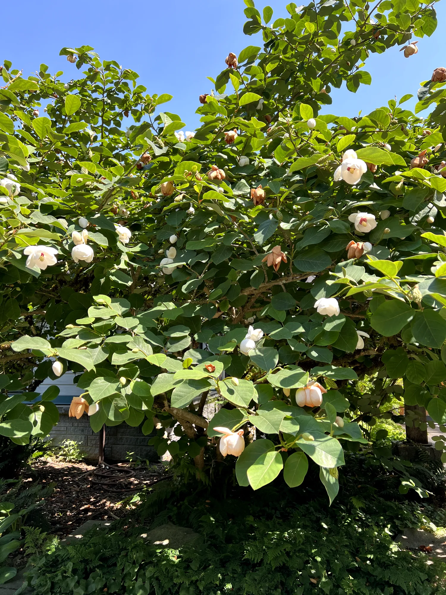 Magnolia sieboldii, Oyama magnolia — spreading deciduous (Magnoliaceae) (image 5 of 23)