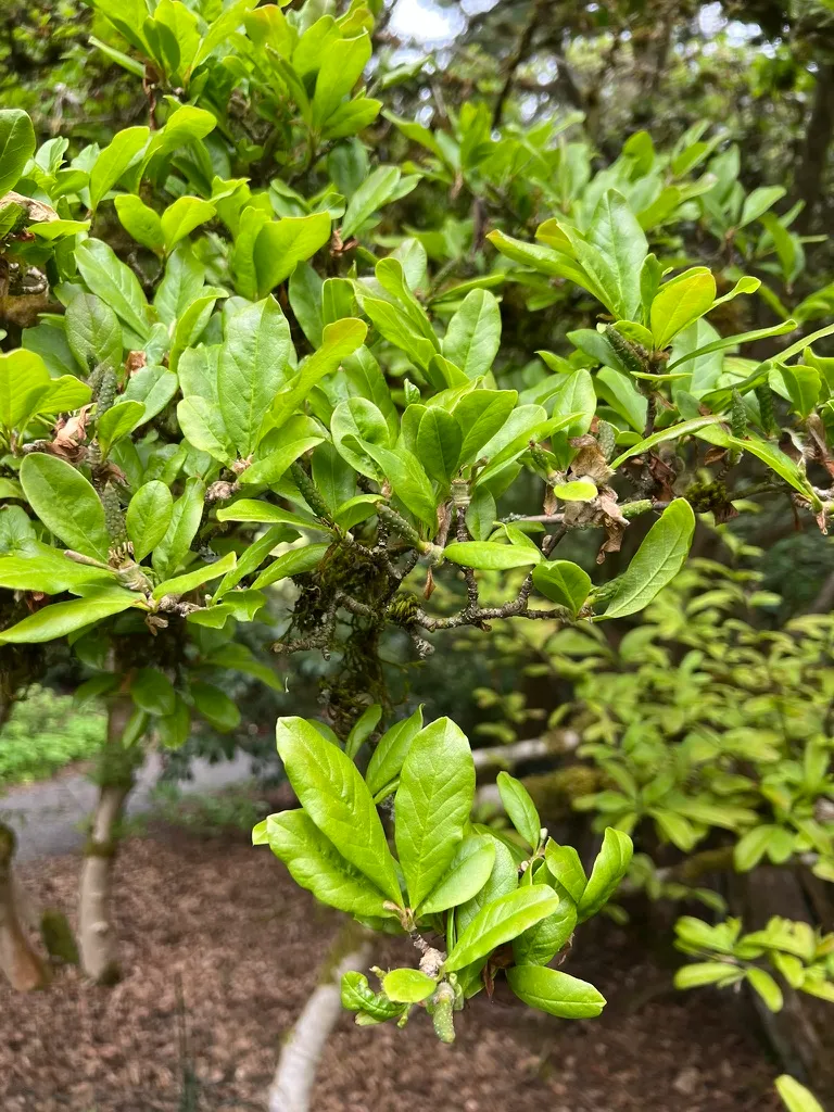 Magnolia stellata, star magnolia