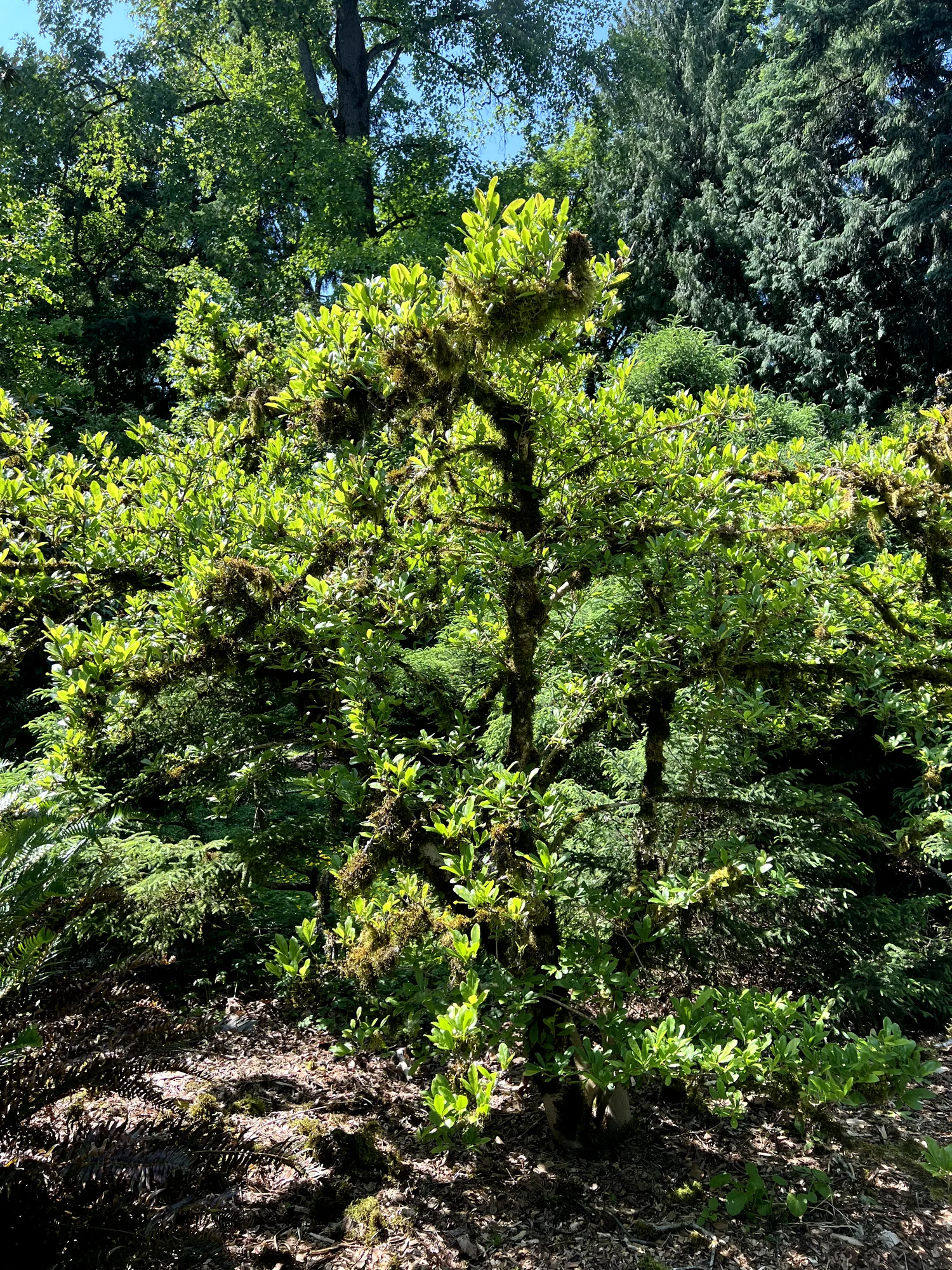 Magnolia stellata, star magnolia — mounding deciduous (Magnoliaceae) (image 6 of 18)