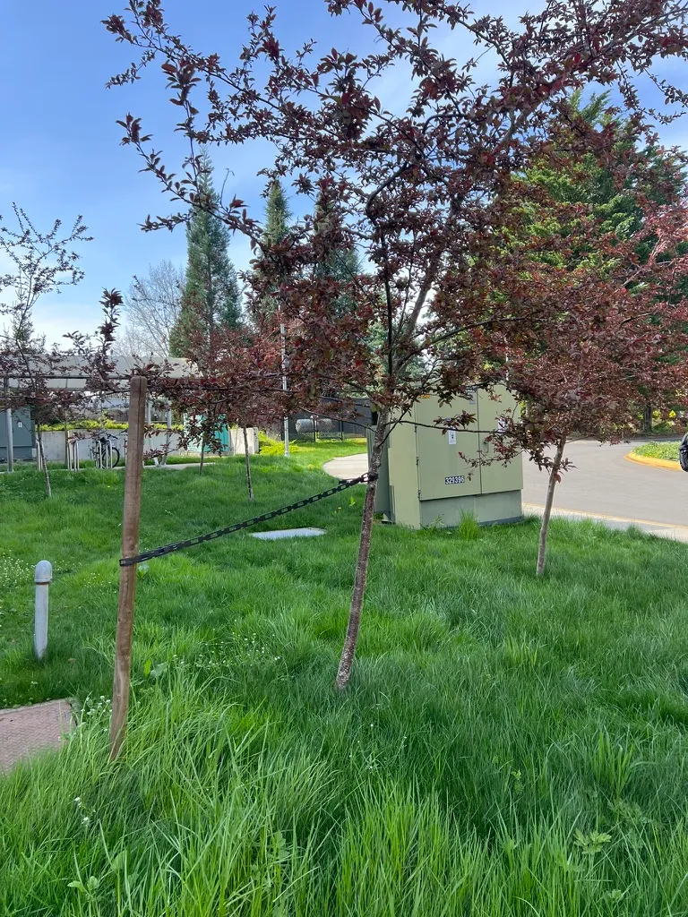 Malus spp., crabapple