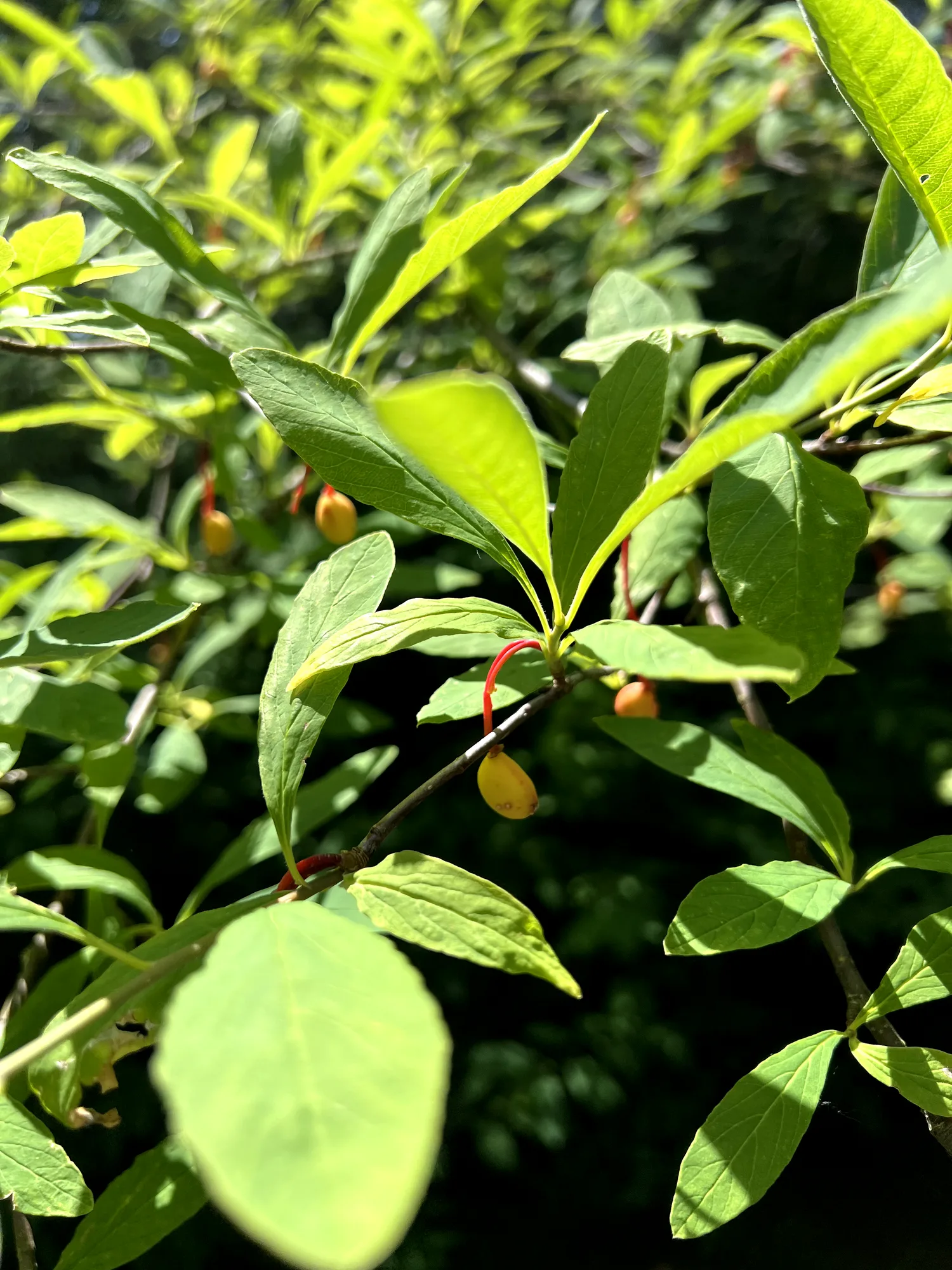 Oemleria cerasiformis, osoberry — upright deciduous (Rosaceae) (image 3 of 19)