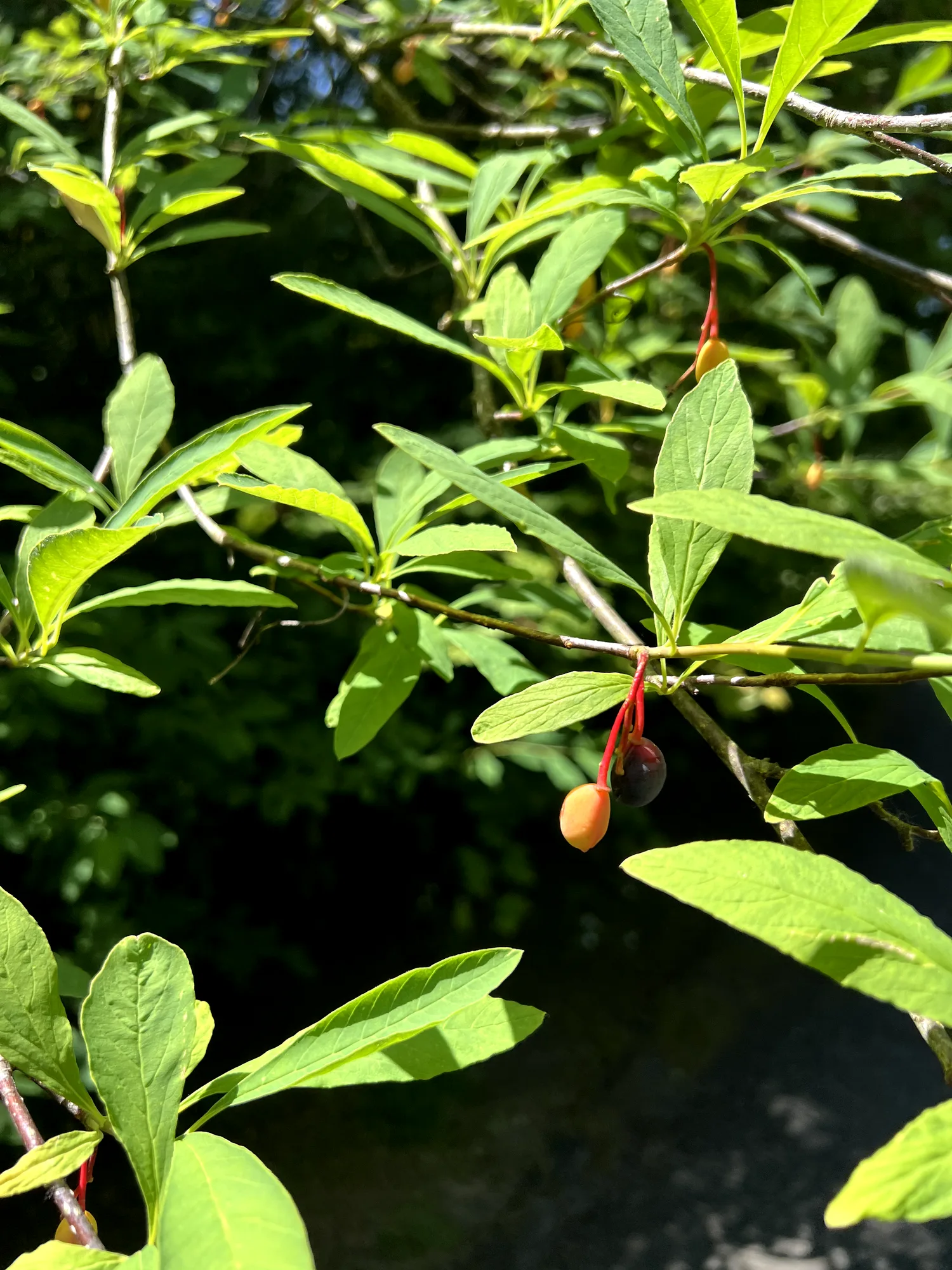 Oemleria cerasiformis, osoberry — upright deciduous (Rosaceae) (image 4 of 19)