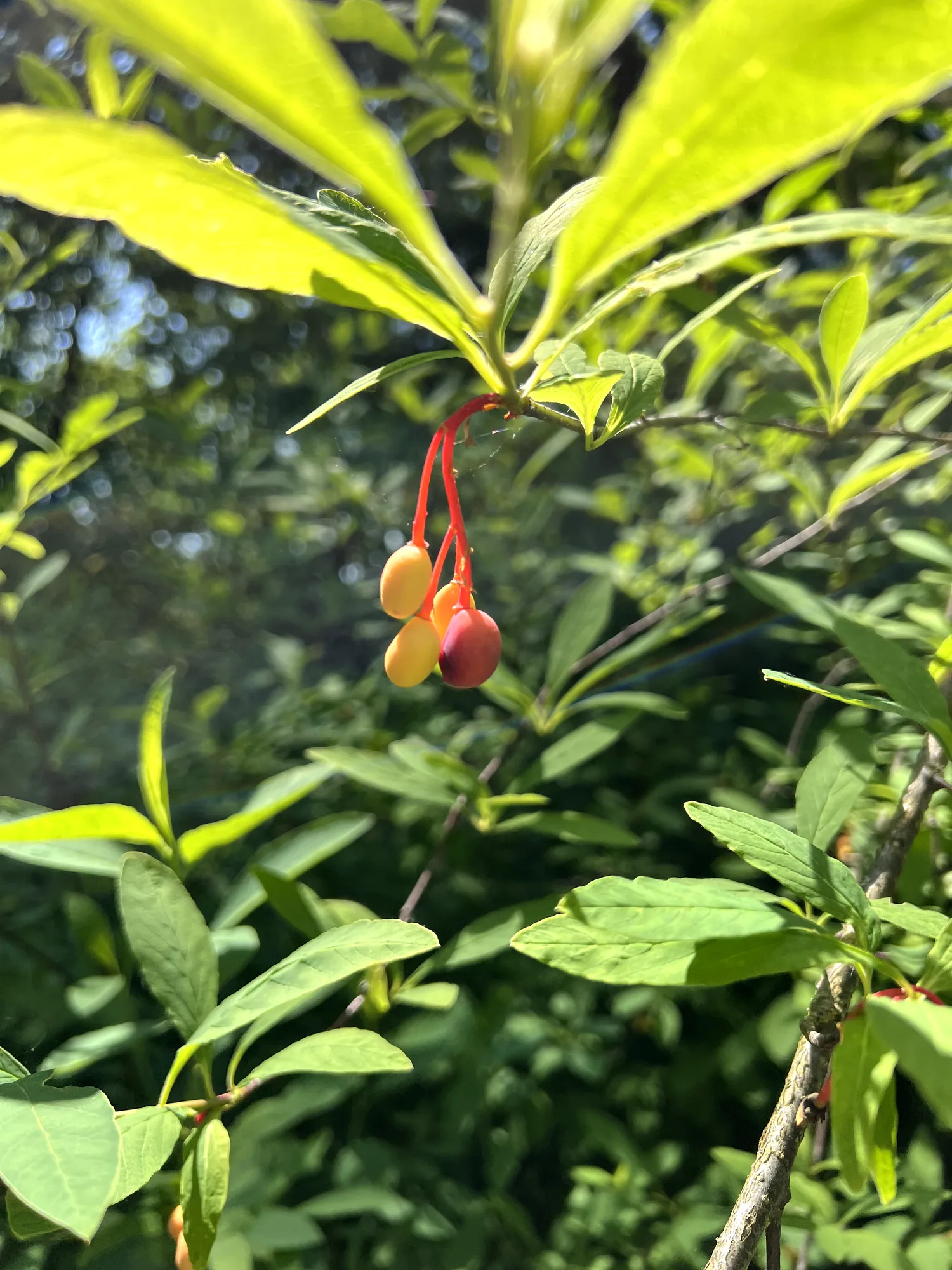Oemleria cerasiformis, osoberry — upright deciduous (Rosaceae) (image 5 of 19)