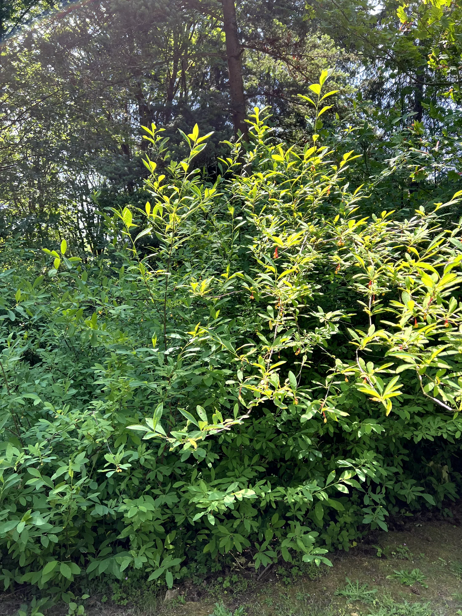 Oemleria cerasiformis, osoberry — upright deciduous (Rosaceae) (image 7 of 19)