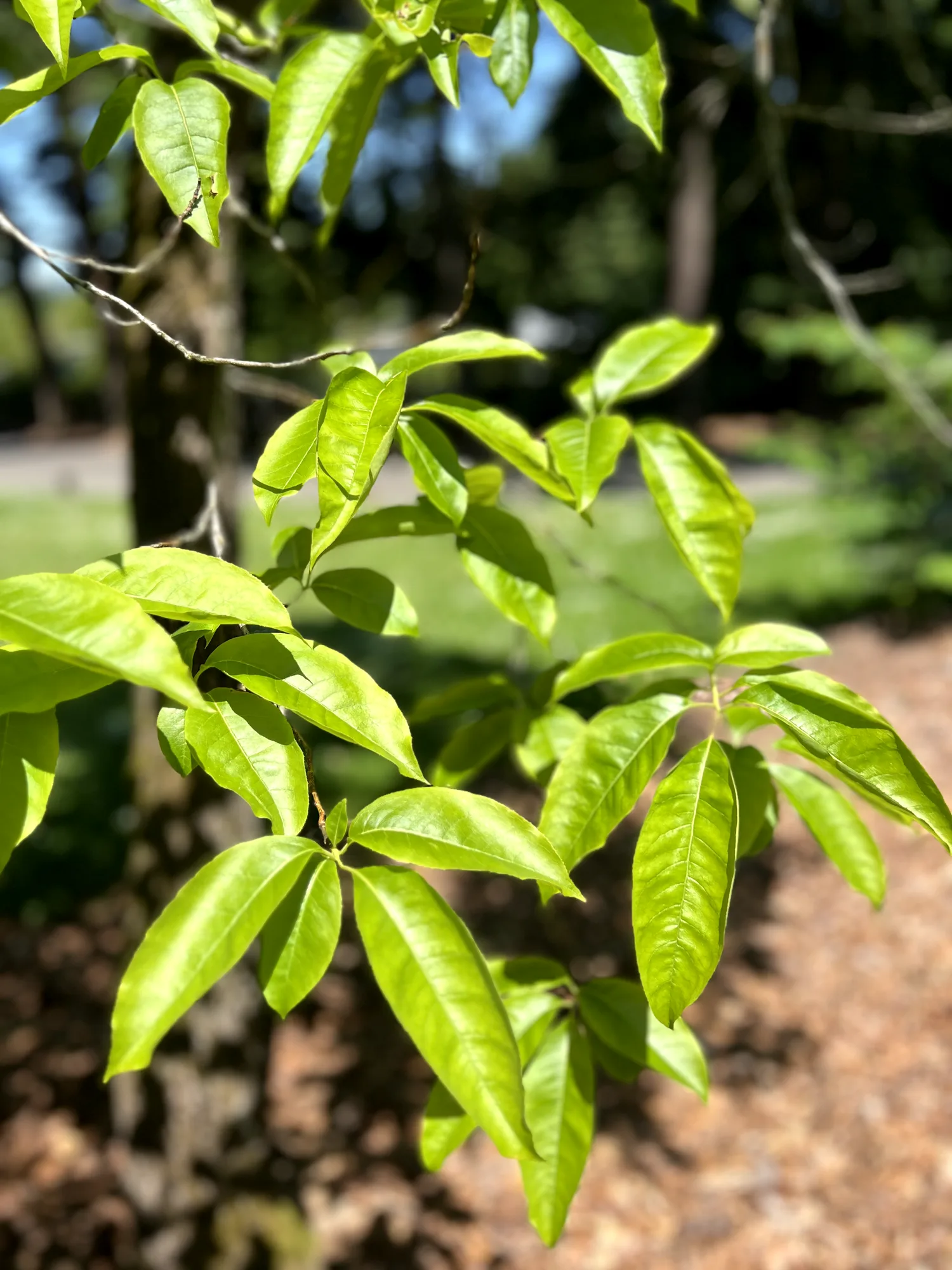 Oxydendrum arboreum, sourwood — upright deciduous (Ericaceae) (image 1 of 14)