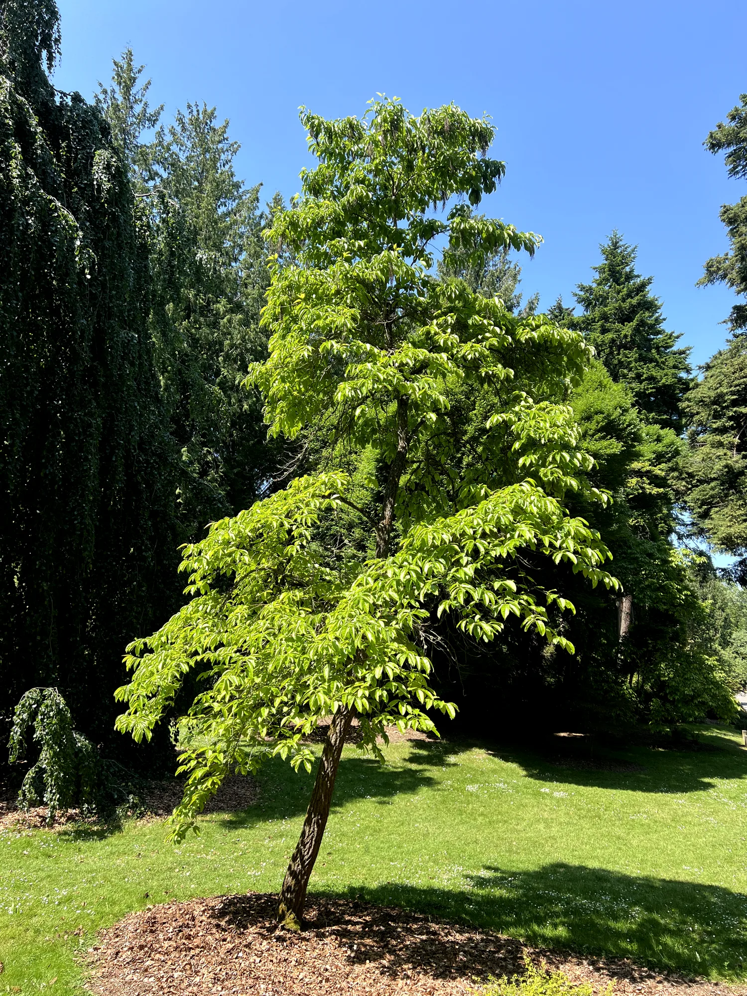 Oxydendrum arboreum, sourwood — upright deciduous (Ericaceae) (image 2 of 14)
